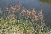 reed canarygrass (Phalaris arundinacea)
